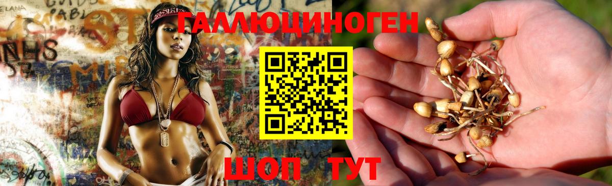 Псилоцибиновые грибы Psilocybe Мичуринск